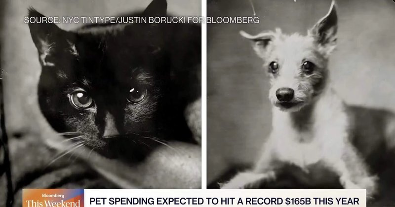Boom da longevidade chega aos pets dos EUA