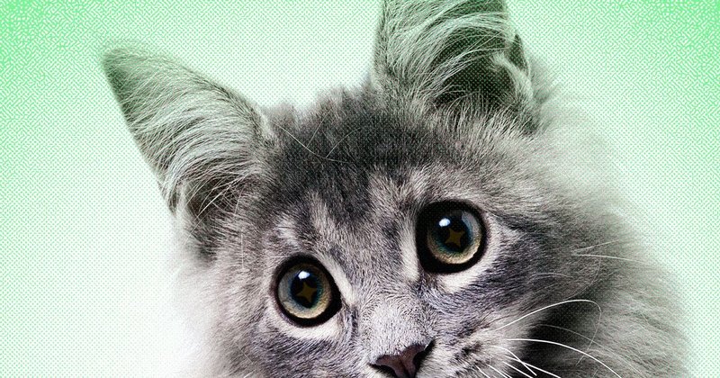 IA gera fotos falsas de animais e confunde donos de pets no Brasil e no mundo