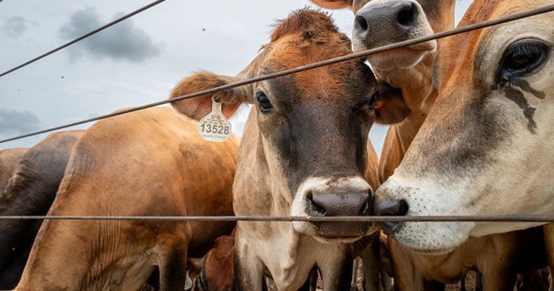 USDA: recall de 30 mil libras de carne argentina no Texas e Flórida