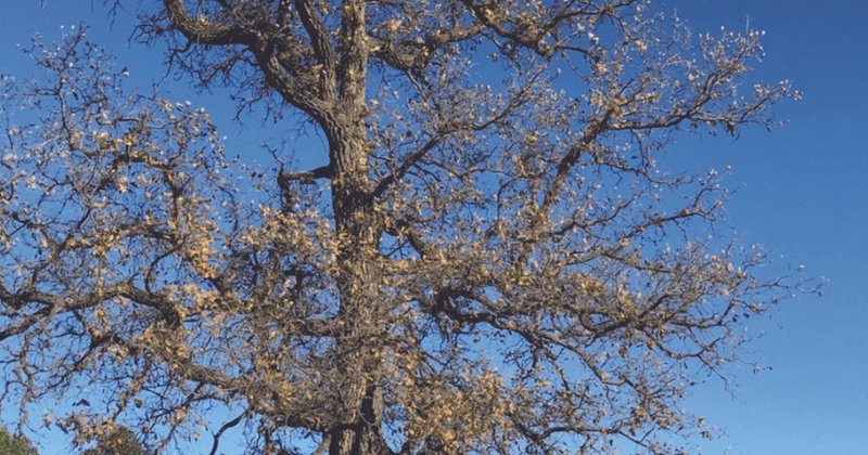 Árvores urbanas no Colorado: adaptação ao clima extremo