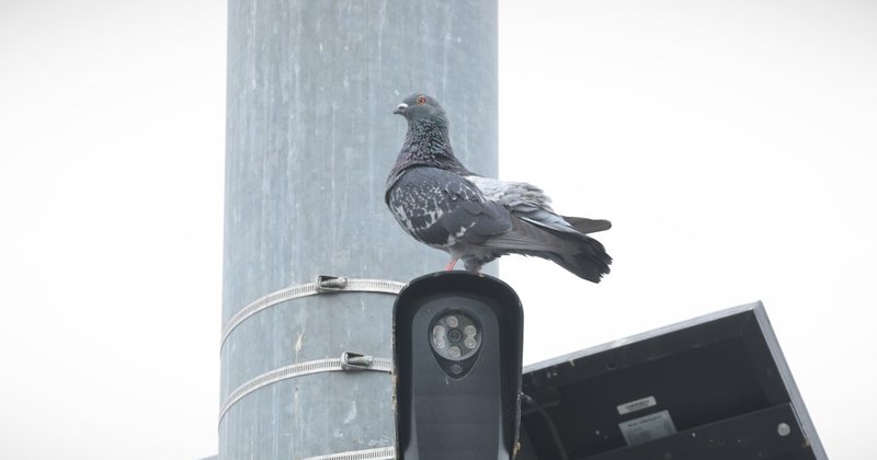 Flórida e Texas bloqueiam câmeras Flock por privacidade