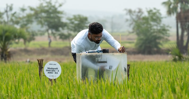 Google compra 1 milhão de créditos de carbono de arroz na Índia