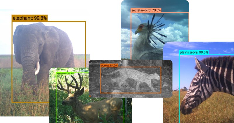 SpeciesNet completa um ano como ferramenta aberta para identificar animais com IA