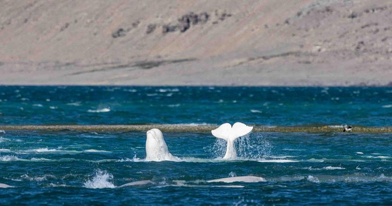 IA treinada em vozes de aves ajuda a decifrar mistérios do oceano