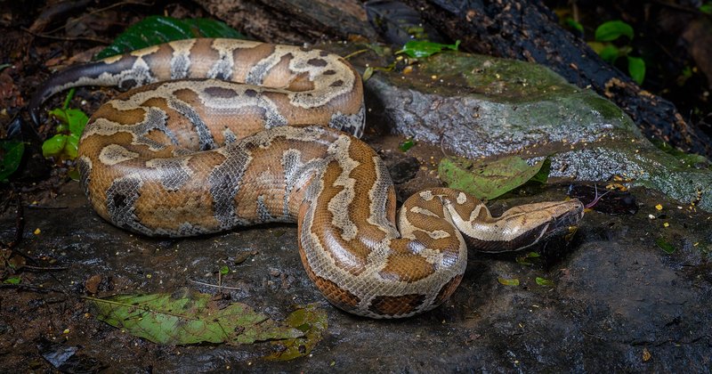 Kodro é simulador offline de Python para robótica
