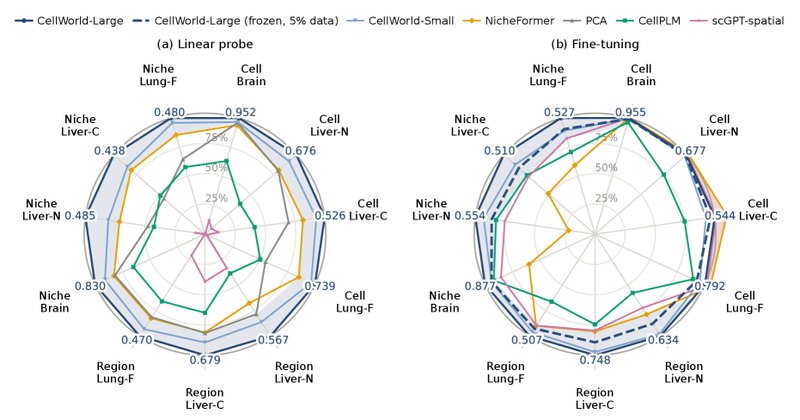 CellWorld: novo modelo de IA prevê células sem reconstruir genes